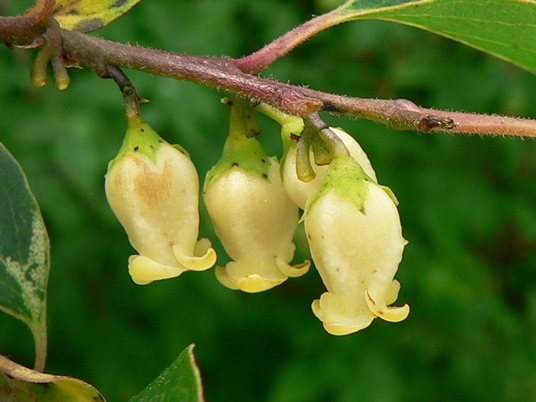 {Diospyros virginiana}